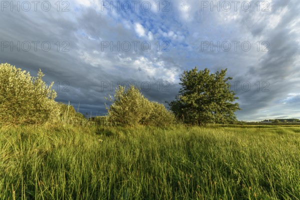 A vibrant landscape with dense green shrubs and trees surrounded by tall grass. The sky is partly cloudy as the late afternoon sunlight casts shadows over the area. Bas rhin, Alsace, Grand Est, France