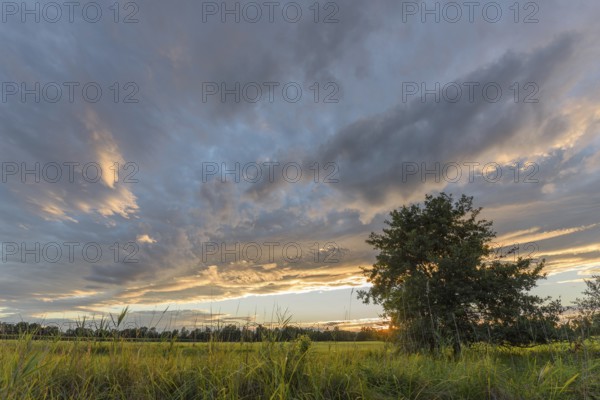 A brilliant sunset illuminates a peaceful field and highlights the vibrant colours in the sky. Silhouetted trees stand against the backdrop of wispy clouds as evening approaches. Bas rhin, Alsace, Grand Est, France