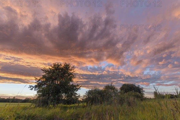 A radiant sunset conjures up vibrant colours across the sky above a grassy field. The silhouettes of trees stand out against the dramatic cloud formations at sunset. Bas rhin, Alsace, Grand Est, France