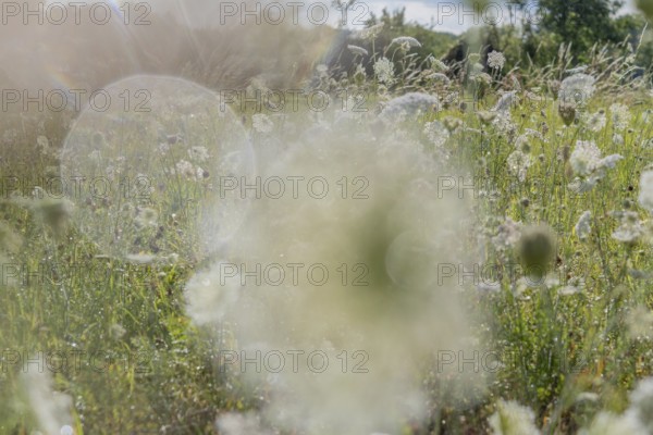 Blooming wildflowers create a serene atmosphere in a lush green field. Sunlight filters through, adding a soft glow to the natural landscape in a rural setting. Bas rhin, Alsace, grand est, France
