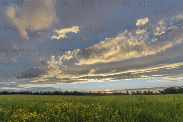 A vivid sunset lights up the sky with shades of orange and yellow, while a lush green field stretches across the landscape. Clouds form an inspiring backdrop in the evening light. Bas rhin, Alsace, Grand Est, France