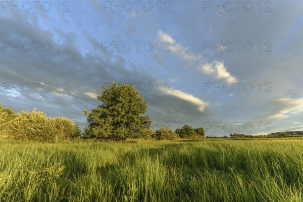 A lush field of bright yellow wildflowers stretches across the landscape. Tall grasses sway gently in the breeze beneath an evening sky filled with contrasting clouds and soft sunlight. Bas rhin, Alsace, Grand Est, France