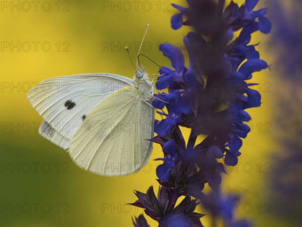 Small white (Pieris rapae) sitting on sage flower (Salvia) with colourful yellow background, Hesse, Germany