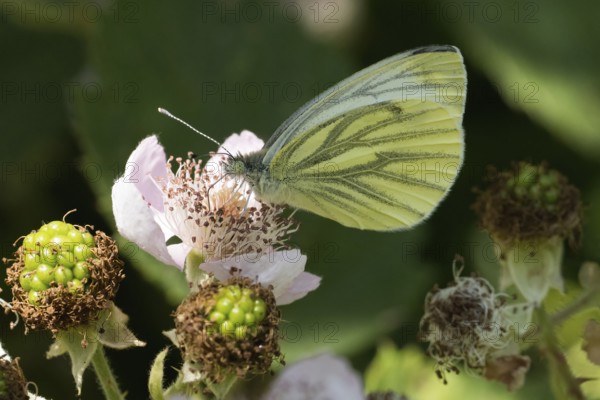 Rape white butterfly (Pieris napi) on a blackberry blossom, natural atmosphere, Hesse, Germany