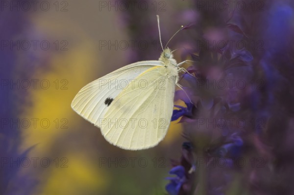 Small white (Pieris rapae) in close-up on a sage flower (Salvia) with yellow background, Hesse, Germany