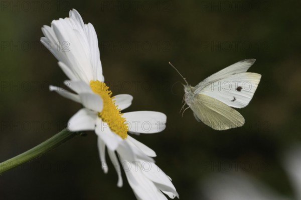 A Small white (Pieris rapae) flies towards the flower of a daisy (Leucanthemum), Hesse, Germany