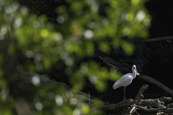 A spoonbill (Platalea leucorodia) standing on a tree trunk, surrounded by bright foliage and subdued light, Hesse, Germany