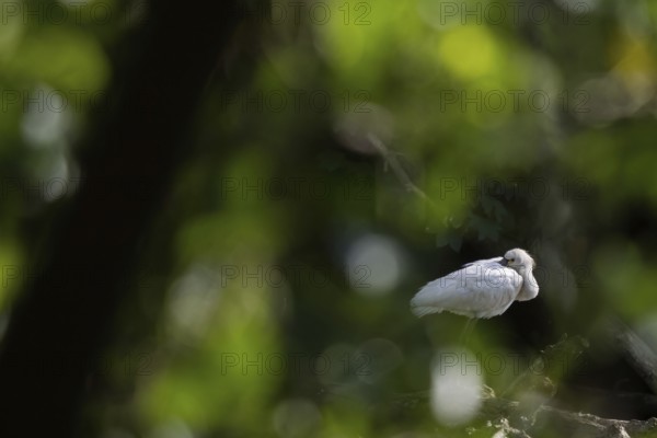 A spoonbill (Platalea leucorodia) resting in a quiet, green environment, Hesse, Germany