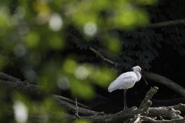 A spoonbill (Platalea leucorodia) resting on a tree trunk, light-coloured leaves as bokeh in the foreground, Hesse, Germany