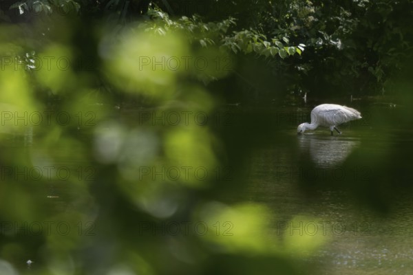 A spoonbill (Platalea leucorodia) foraging in the water, light-coloured leaves as bokeh in the foreground, Hesse, Germany