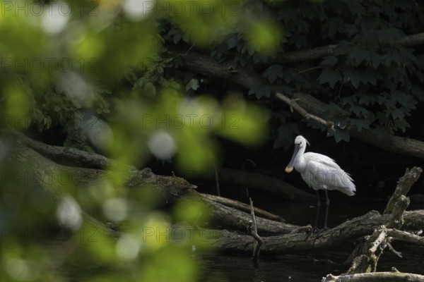 A spoonbill (Platalea leucorodia) standing on a tree trunk at the water's edge, light-coloured leaves as bokeh in the foreground, Hesse, Germany