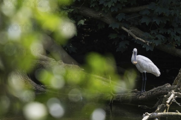 A spoonbill (Platalea leucorodia) standing on a tree trunk in the water, light-coloured leaves as bokeh in the foreground, Hesse, Germany
