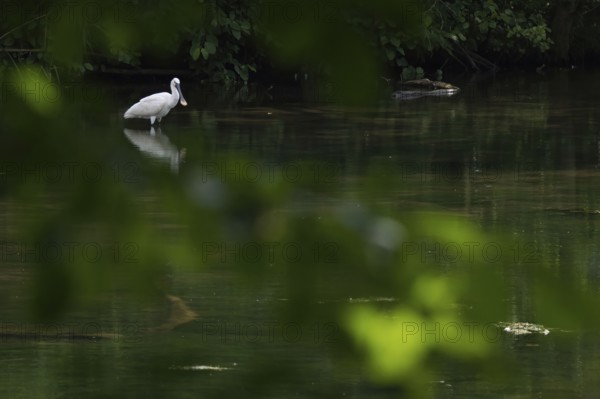 A spoonbill (Platalea leucorodia) stands quietly in the river, surrounded by greenery, Hesse, Germany