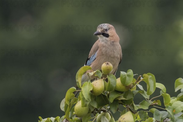 A jay (Garrulus glandarius) sits on a branch of a pear tree and looks attentively at its surroundings, Hesse, Germany