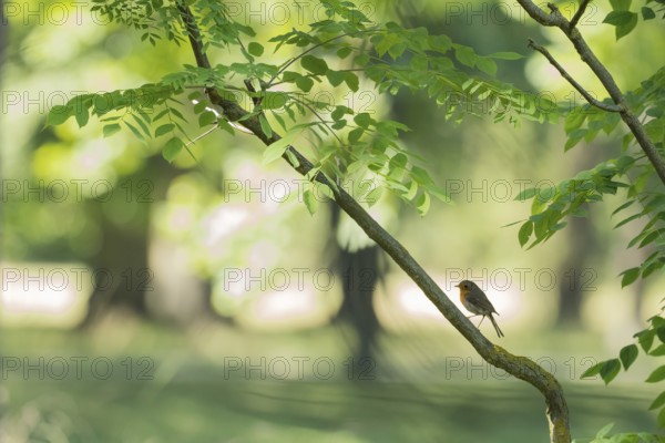A robin (Erithacus rubecula) sitting on a branch in a green forest, Hesse, Germany