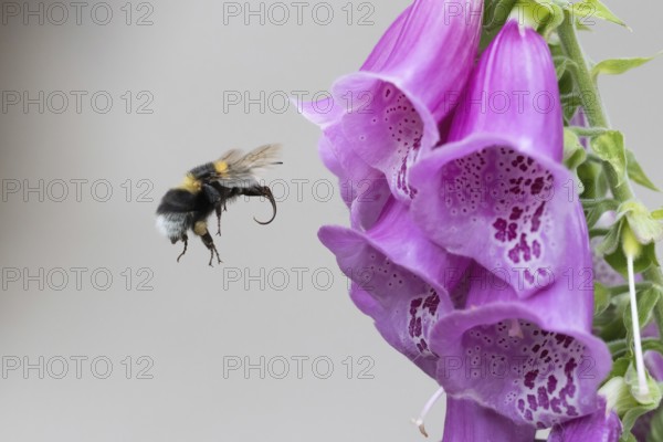 A bumblebee (Bombus) approaching a Common foxglove (Digitalis purpurea) flower, Hesse, Germany