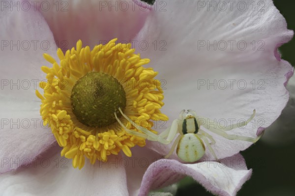 Macro photograph of a Goldenrod crab spider (Misumena vatia) on an autumn anemone (Anemone hupehensis), Hesse, Germany
