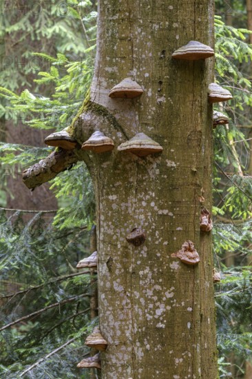 Several tree fungi on the trunk of a spruce, Bavaria, Germany