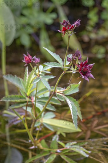 Potentilla palustris, Bavaria, Germany