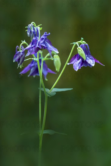European columbine, common columbine or wood columbine (Aquilegia vulgaris), Bavaria, Germany