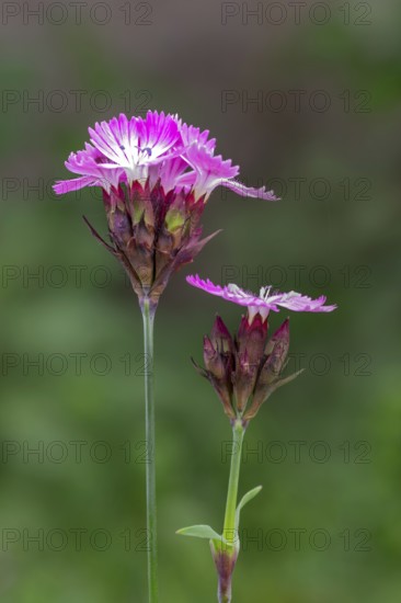 Carthusian carnation (Dianthus carthusianorum), Schwaz, Tyrol, Austria