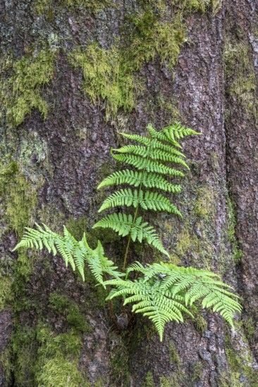 True worm fern (Dryopteris filix-mas), growing on the trunk of a spruce, Bavaria, Germany