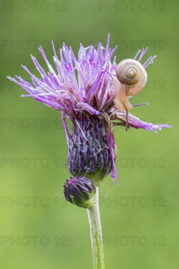 Brook thistle (Cirsium rivulare), with small snail, Filz wetland, Wörgl, Tyrol, Austria