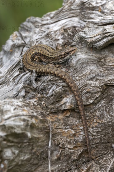 Forest lizard (Zootoca vivipara), or mountain lizard or bog lizard, captive, Bavaria, Germany