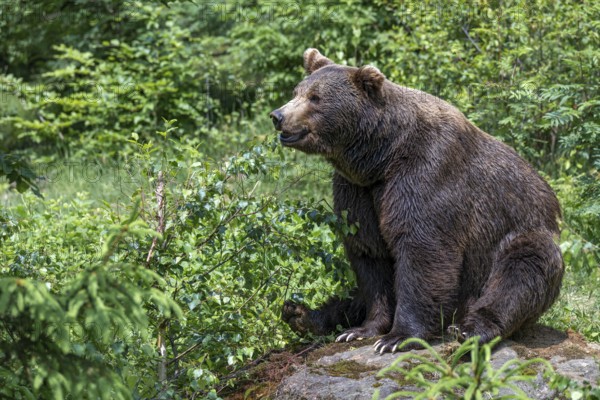 European brown bear or Eurasian brown bear (Ursus arctos arctos), sitting on a stone in the forest, captive, Bavaria, Germany