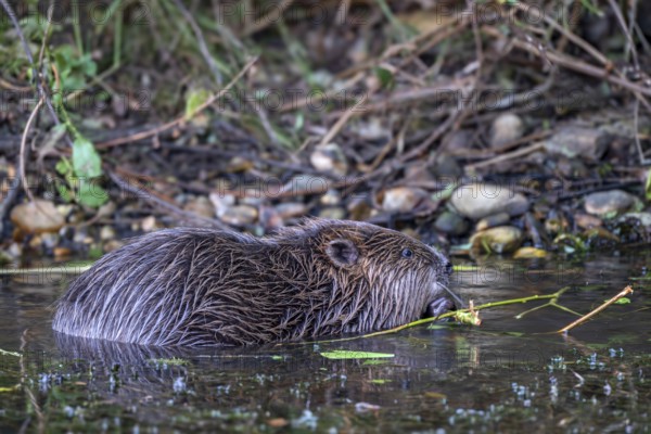 European beaver (Castor fibre), feeding in the water, Limbach, Burgenland, Austria