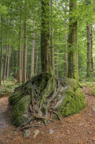 Two trees growing on a stone in the forest, Bavaria, Germany