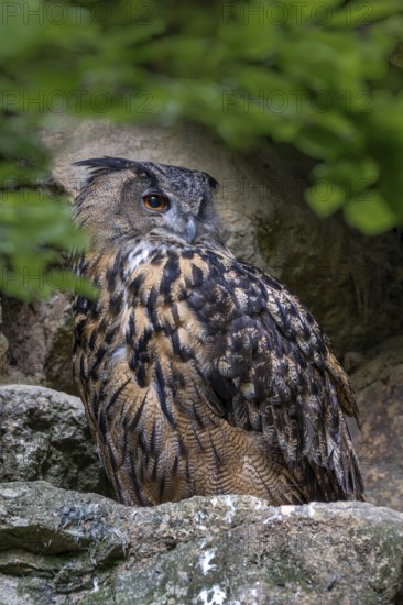 Eurasian Eagle-owl (Bubo bubo), sitting on a rock, captive, Bavaria, Germany