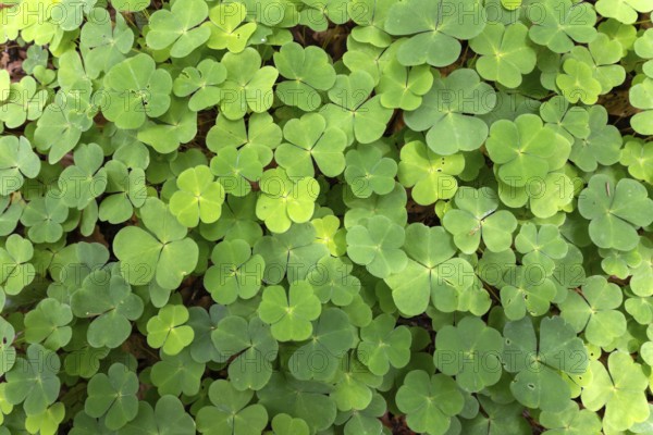 Wood sorrel (Oxalis acetosella), Bavaria, Germany