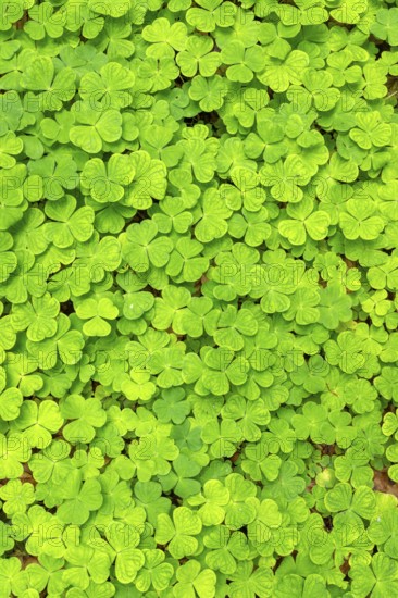 Wood sorrel (Oxalis acetosella), Bavaria, Germany