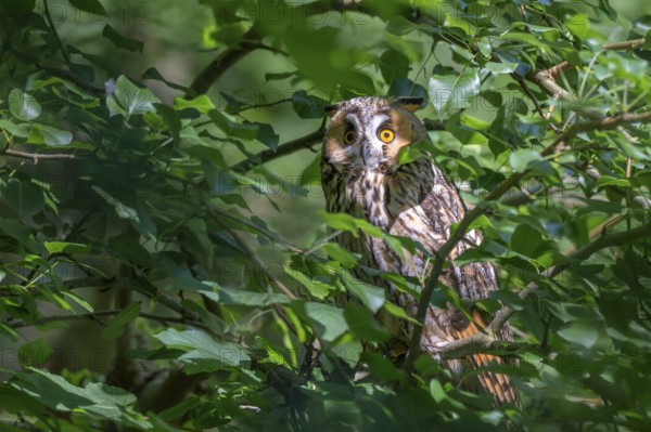 Long-eared owl (Asio otus), sitting in a deciduous tree, captive, Bavaria, Germany