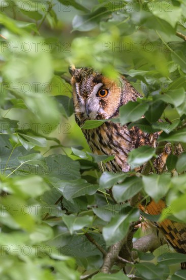 Long-eared owl (Asio otus), sitting in a deciduous tree, captive, Bavaria, Germany