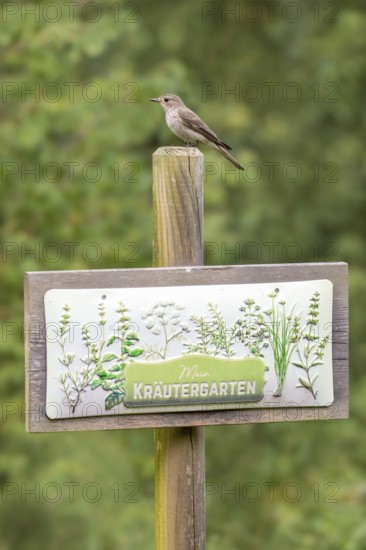 Grey flycatcher (Muscicapa striata), sitting on a board with the inscription Mein Kräutergarten), Limbach, Burgenland, Austria