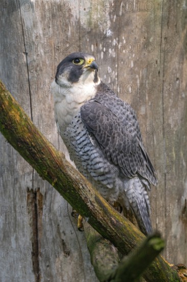 Peregrine falcon (Falco peregrinus), sitting on a tree, captive, Bavaria, Germany