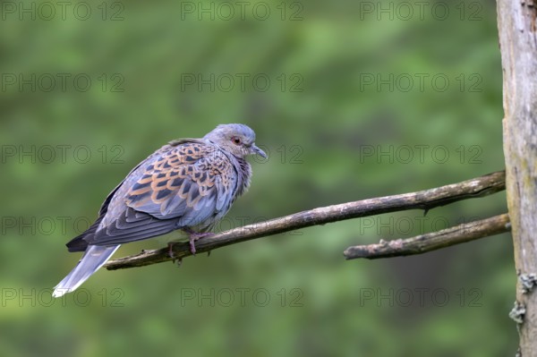 Turtle dove (Streptopelia turtur), sitting on a branch, captive, Bavaria, Germany