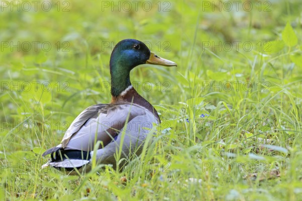 Mallard (Anas platyrhynchos), male, Kundler Klamm, Kundl, Tyrol, Austria