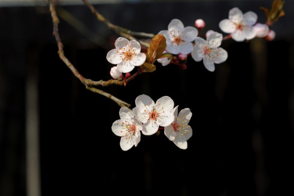 Cherry blossom, white to light pink colour