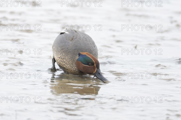 Common teal duck (Anas crecca) adult male bird feeding on mud, England, United Kingdom