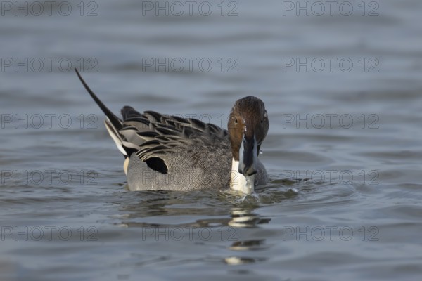 Northern pintail duck (Anas acuta) adult male bird on a lake, England, United Kingdom