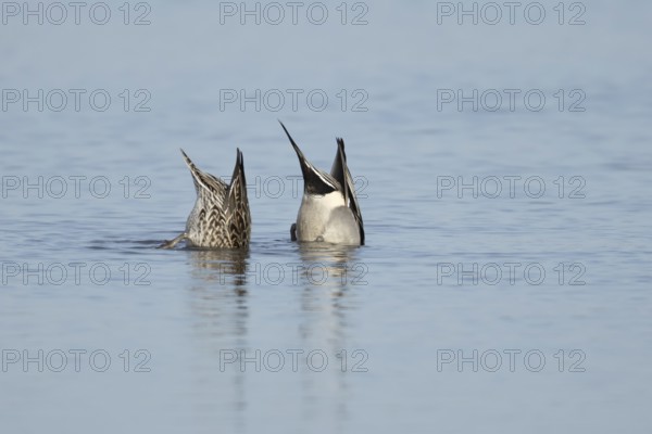 Northern pintail duck (Anas acuta) adult male and female birds feeding on a lake, England, United Kingdom