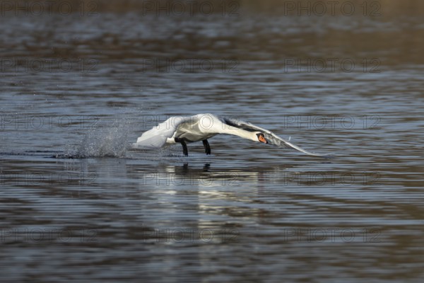 Mute swan (Cygnus olor) adult bird running on water on a lake, England, United Kingdom