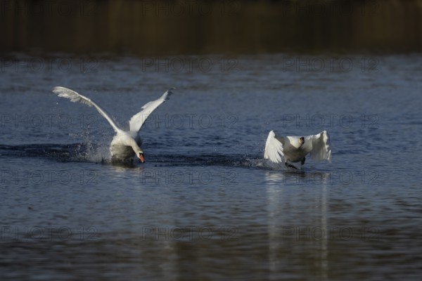 Mute swan (Cygnus olor) two adult birds running on water on a lake one bird being chased by another, England, United Kingdom