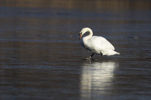 Mute swan (Cygnus olor) adult bird on ice of a frozen lake in winter, England, United Kingdom