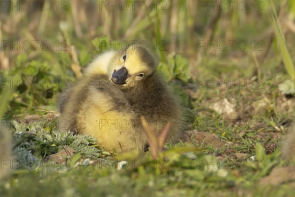 Canada goose (Branta canadensis) juvenile baby gosling bird resting on grassland, England, United Kingdom