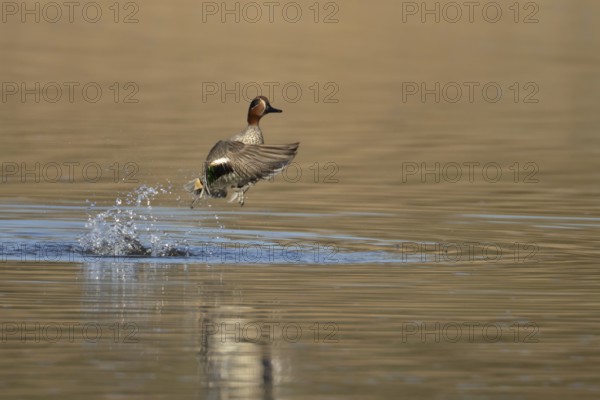 Common teal duck (Anas crecca) adult male bird taking off in flight on a lake, England, United Kingdom