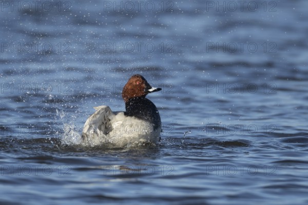 Pochard duck (Aythya ferina) adult male bird bathing on a lake, England, United Kingdom